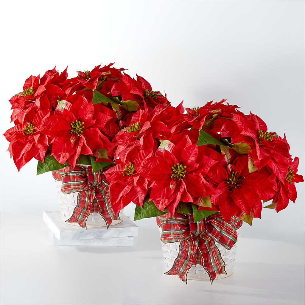 Happiest Holidays Poinsettia Bundle – Petal Palace, Lamesa TX