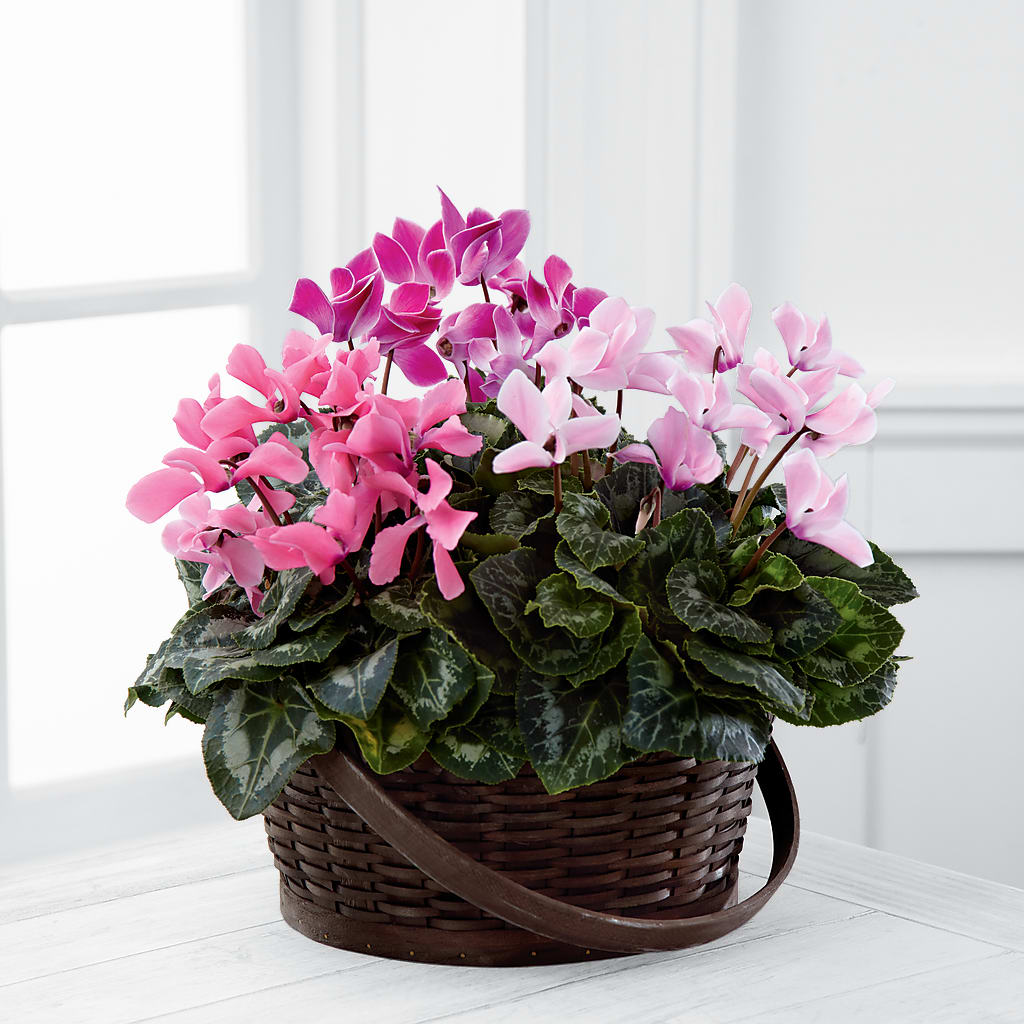 Mixed Cyclamen Planter – Petal Palace, Lamesa TX