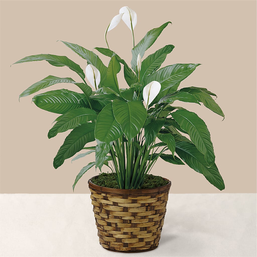 Tranquil Moments Peace Lily Plant – Petal Palace, Lamesa TX