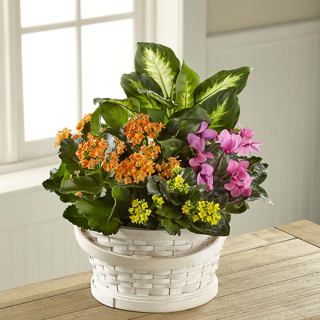 Color Crush Dishgarden – Petal Palace, Lamesa TX