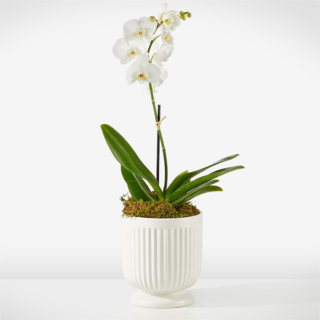 Whispering White Orchid – Petal Palace, Lamesa TX
