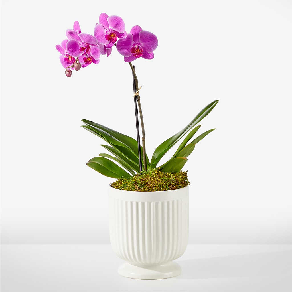 Friendly Fuchsia Orchid – Petal Palace, Lamesa TX
