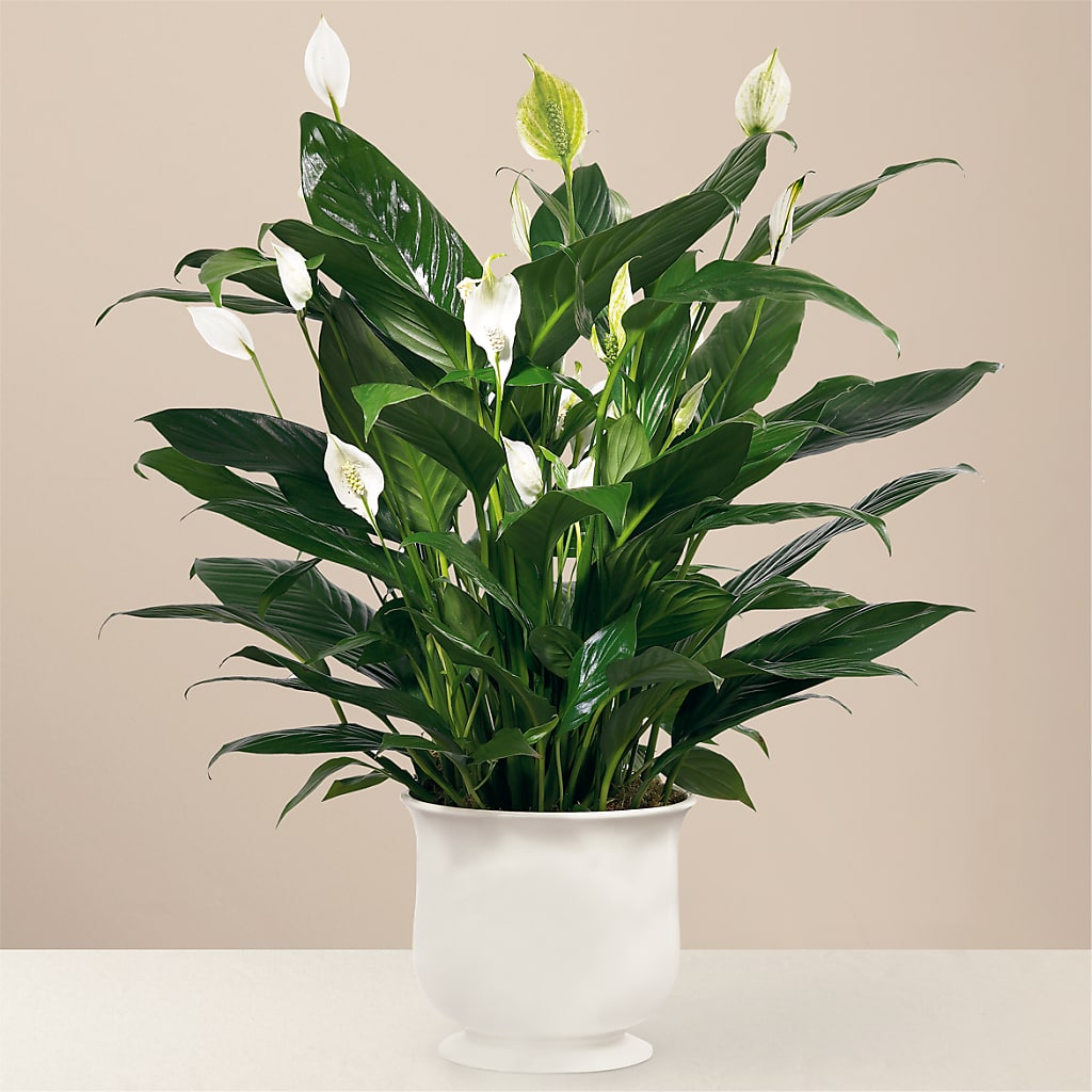 Comfort Planter – Petal Palace, Lamesa TX