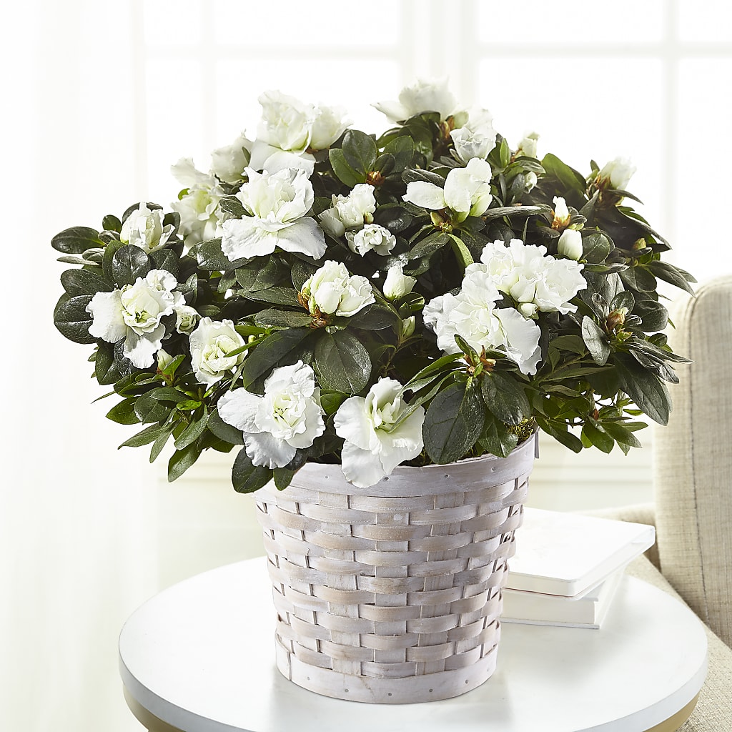 White Azalea Plant – Petal Palace, Lamesa TX