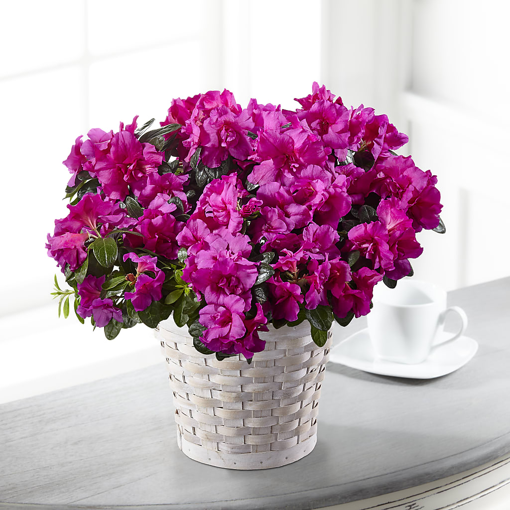 Hope & Serenity Azalea Plant – Petal Palace, Lamesa TX