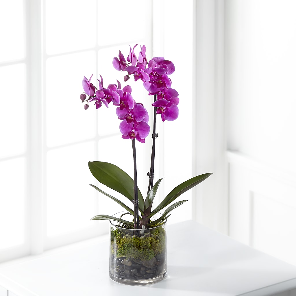 Pink Orchid Plant – Petal Palace, Lamesa TX