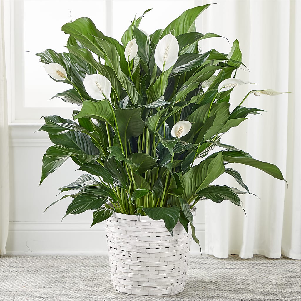 A New Leaf Peace Lily – Petal Palace, Lamesa TX