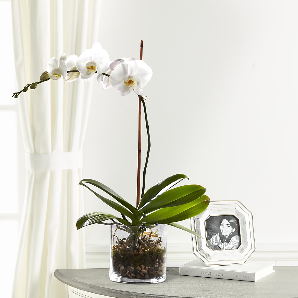 White Orchid Planter – Petal Palace, Lamesa TX