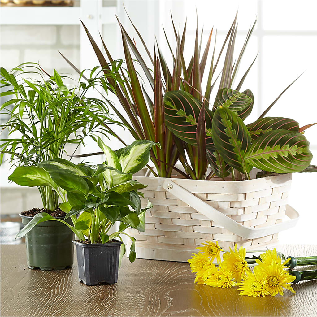 Florist Designed Blooming and Green Plants in a Basket –  Petal Palace, Lamesa TX
