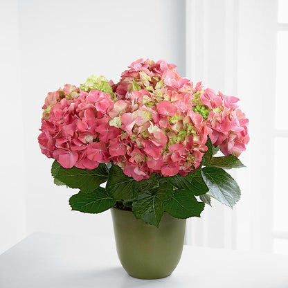 Pink Hydrangea Planter –  Petal Palace, Lamesa TX