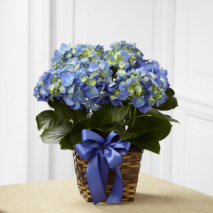 Blue Hydrangea Planter –  Petal Palace, Lamesa TX