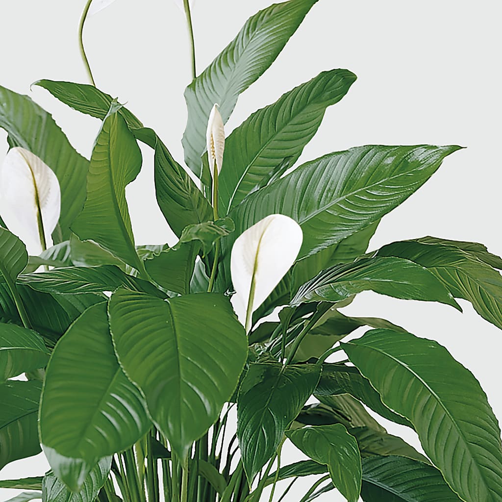 Tranquil Moments Peace Lily Plant –  Petal Palace, Lamesa TX