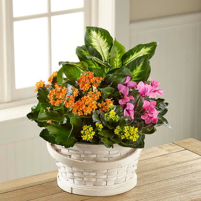 Color Crush Dishgarden –  Petal Palace, Lamesa TX