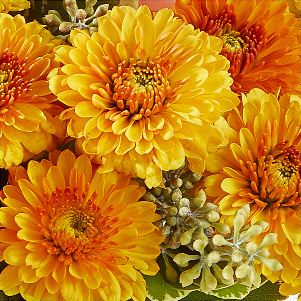 Peachy Pumpkin –  Petal Palace, Lamesa TX