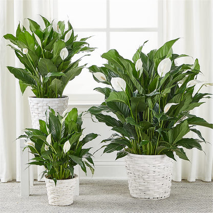 A New Leaf Peace Lily –  Petal Palace, Lamesa TX