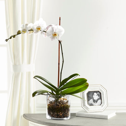 White Orchid Planter –  Petal Palace, Lamesa TX
