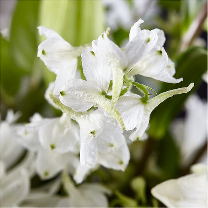 Classic Ivory – A Florist Original –  Petal Palace, Lamesa TX